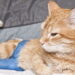 Brits choose pets over protection