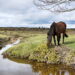 New Forest the most expensive National Park