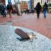 New landlords’ lost keys insurance deal unveiled